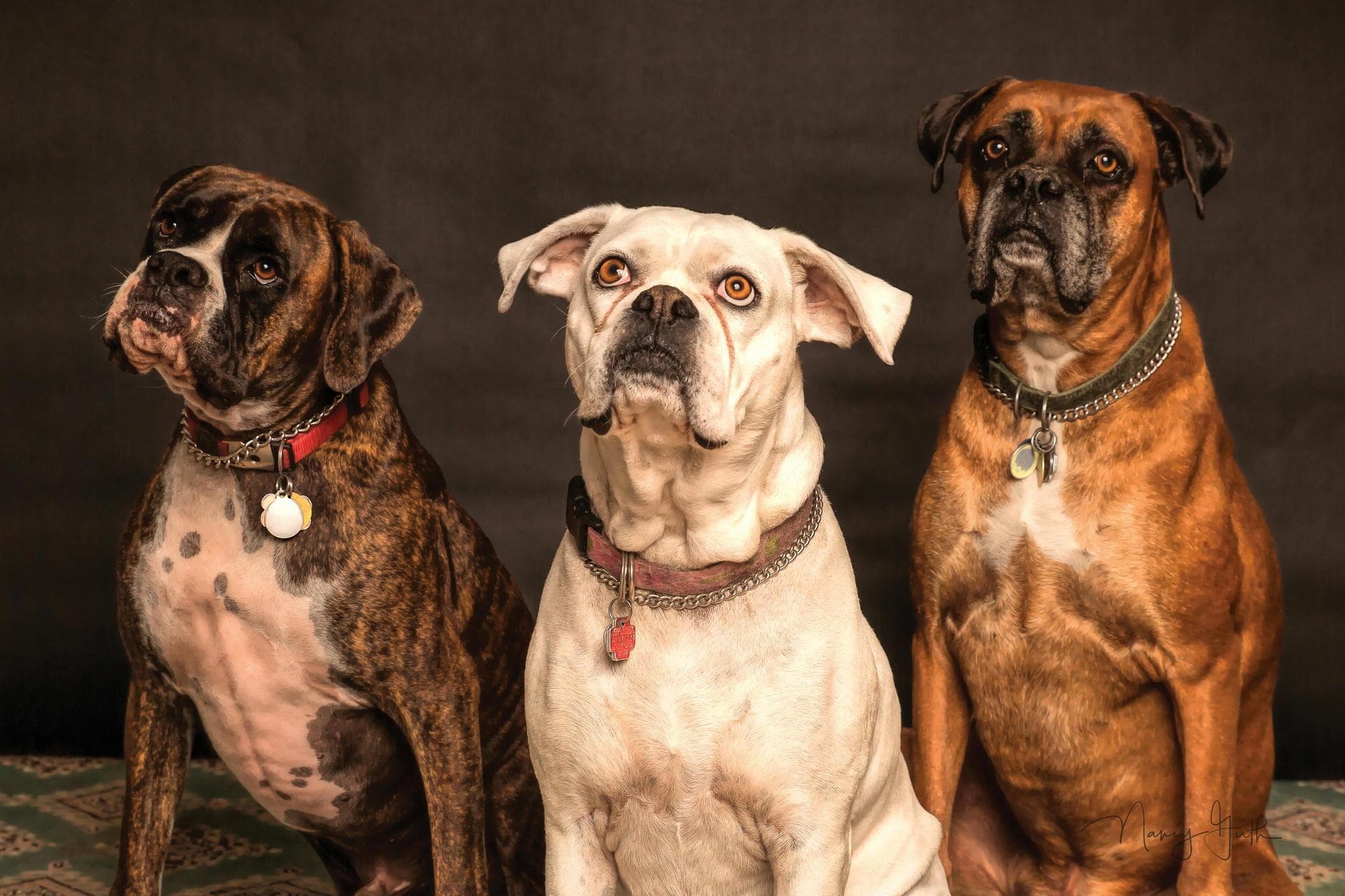 Best Vets in Ash Flat
