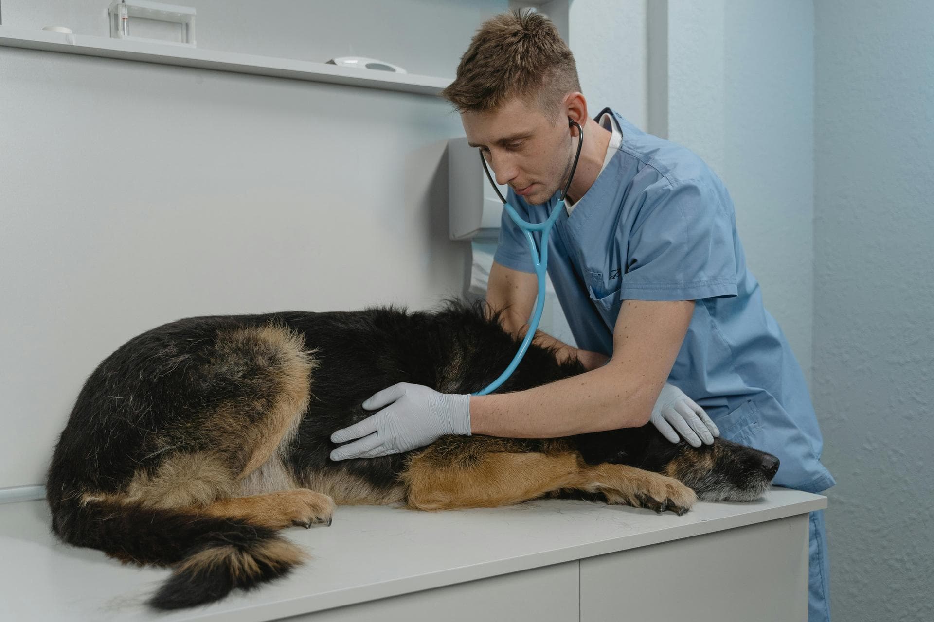 Best Vets in Corning
